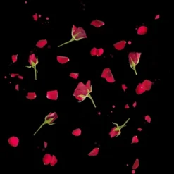 Junior's Design By Humans Sliced Roses And Petals By Designnatures T-Shirt