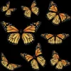 Girl's Design By Humans Monarch Butterfly By AnnArtshock T-Shirt