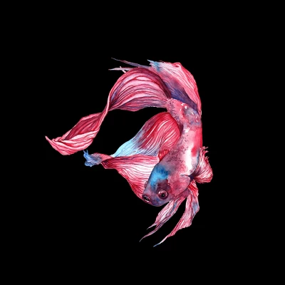 Junior's Design By Humans Betta Fish By GisaPizzatto T-Shirt 1 Junior's Design By Humans Betta Fish By GisaPizzatto T-Shirt