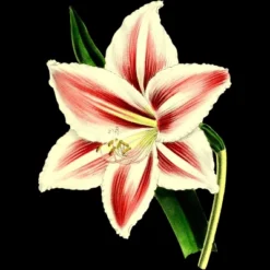 Women's Design By Humans Botanical Vintage Flower By Vintage100years Racerback Tank Top